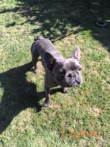 PLAVI FRANCUSKI BULDOG SPREMAN ZA PARENJE